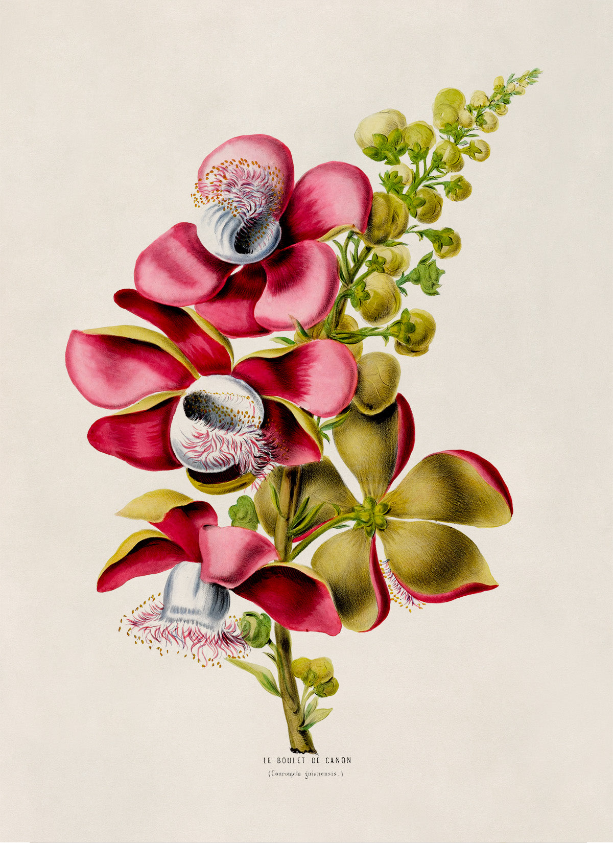 Cannonball Tree Botanical Illustration Print, FDA80