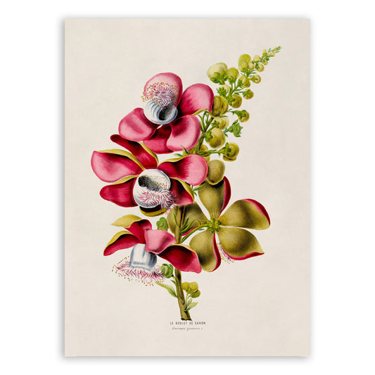 Cannonball Tree Botanical Illustration Print, FDA80