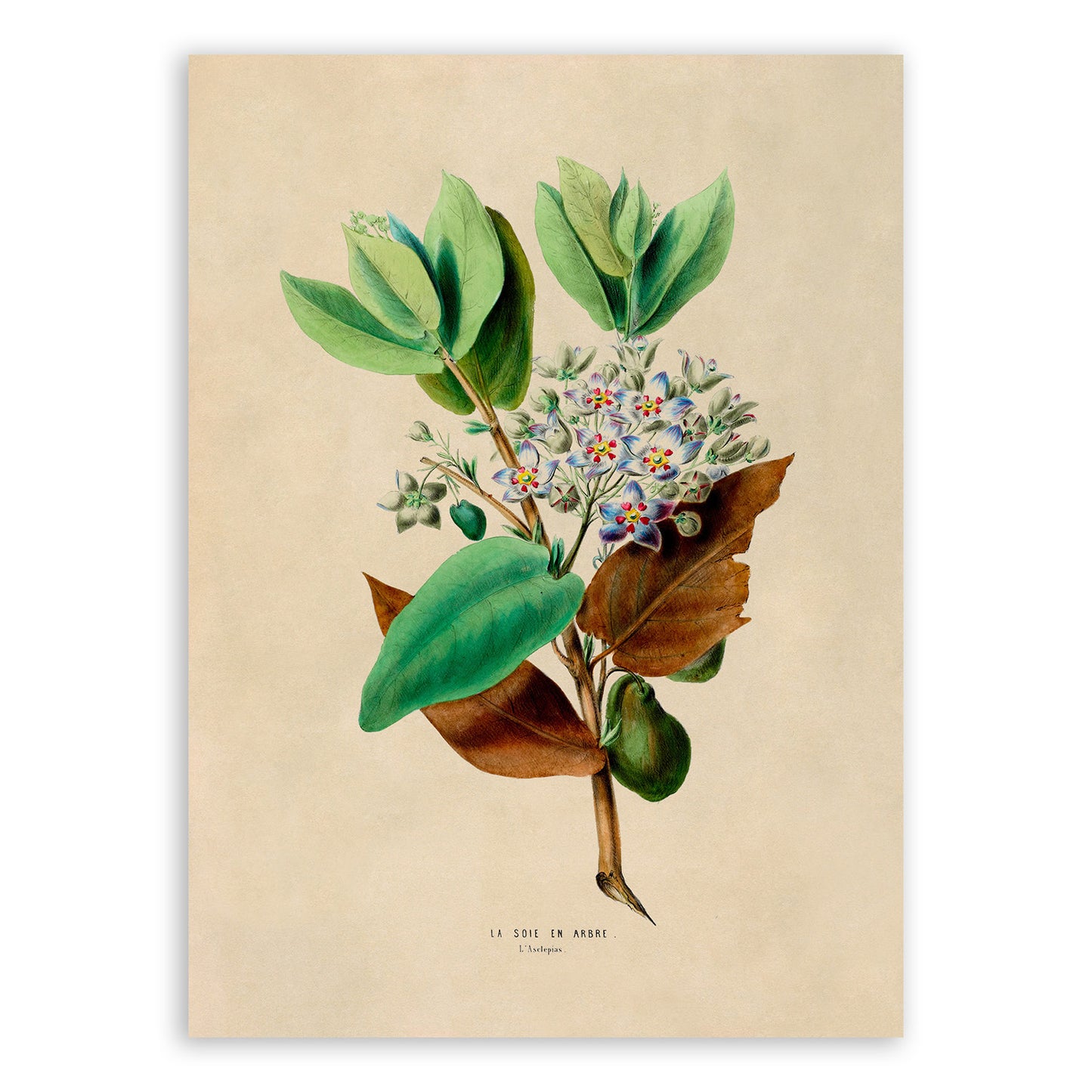 Crown Flower Botanical Illustration Print, FDA81