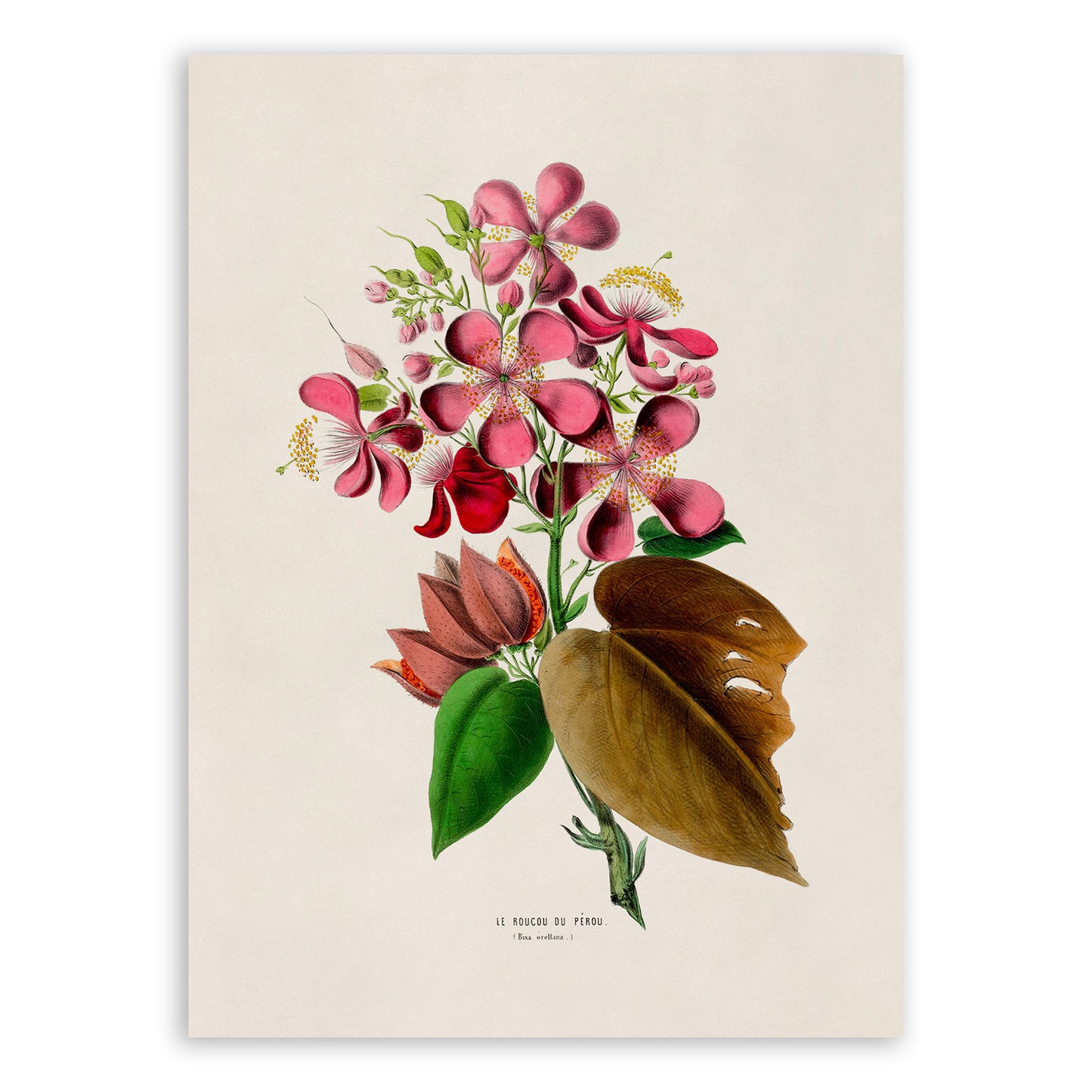 Lipstick Tree Flower Botanical Illustration Print, FDA82