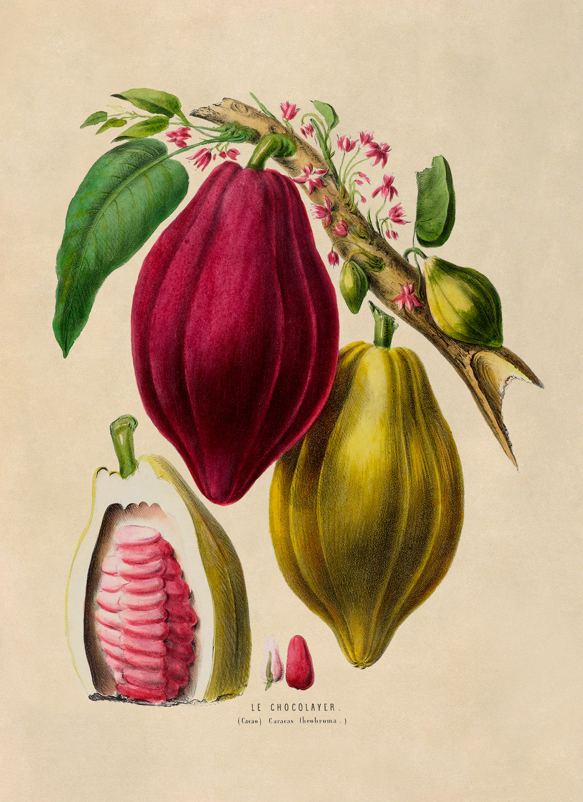 Cocoa Chocolate Tree Botanical Illustration Print, FDA83