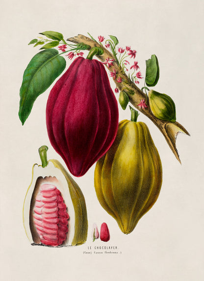 Cocoa Chocolate Tree Botanical Illustration Print, FDA83