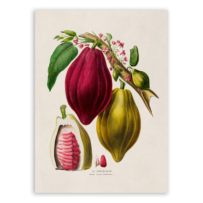 Cocoa Chocolate Tree Botanical Illustration Print, FDA83