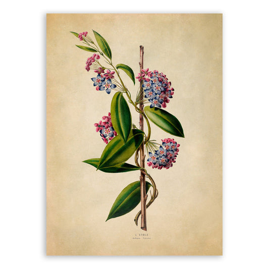 Porcelain Flower Botanical Illustration Print, FDA84