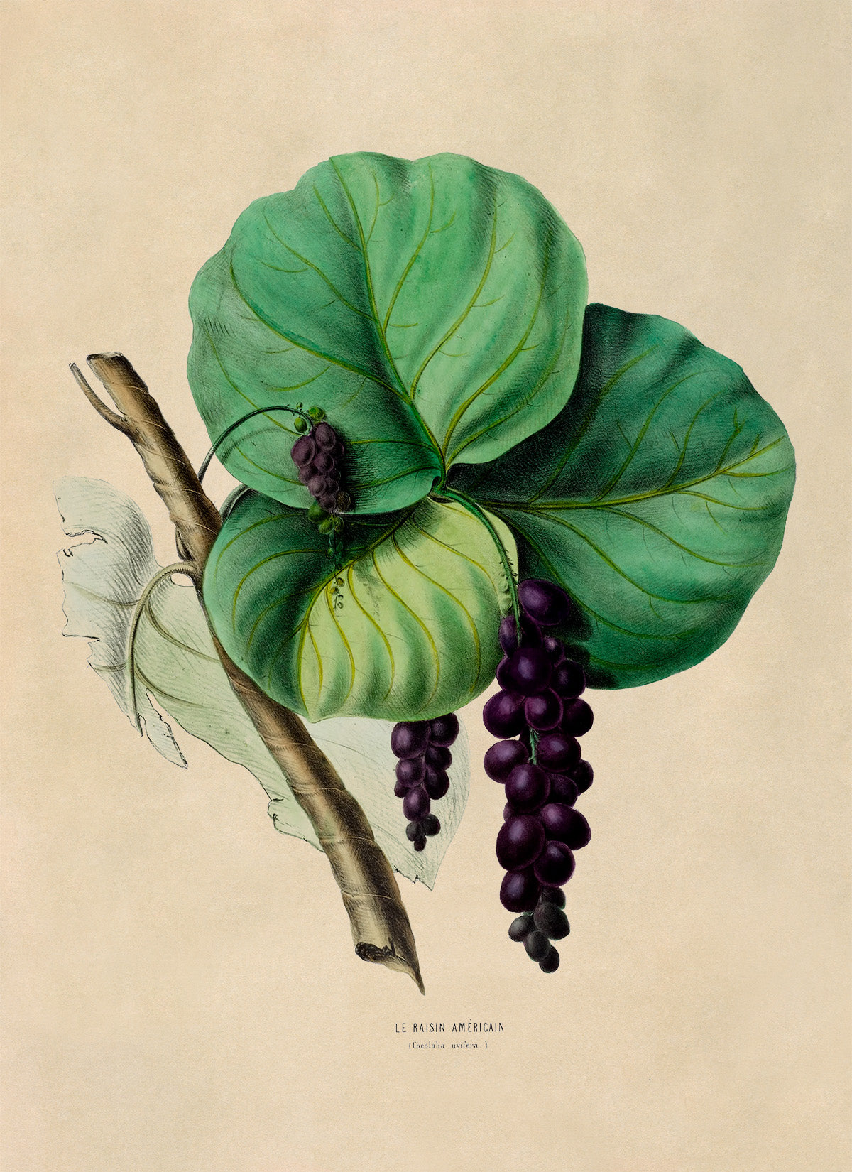 Sea Grape Plant Botanical Illustration Print, FDA85