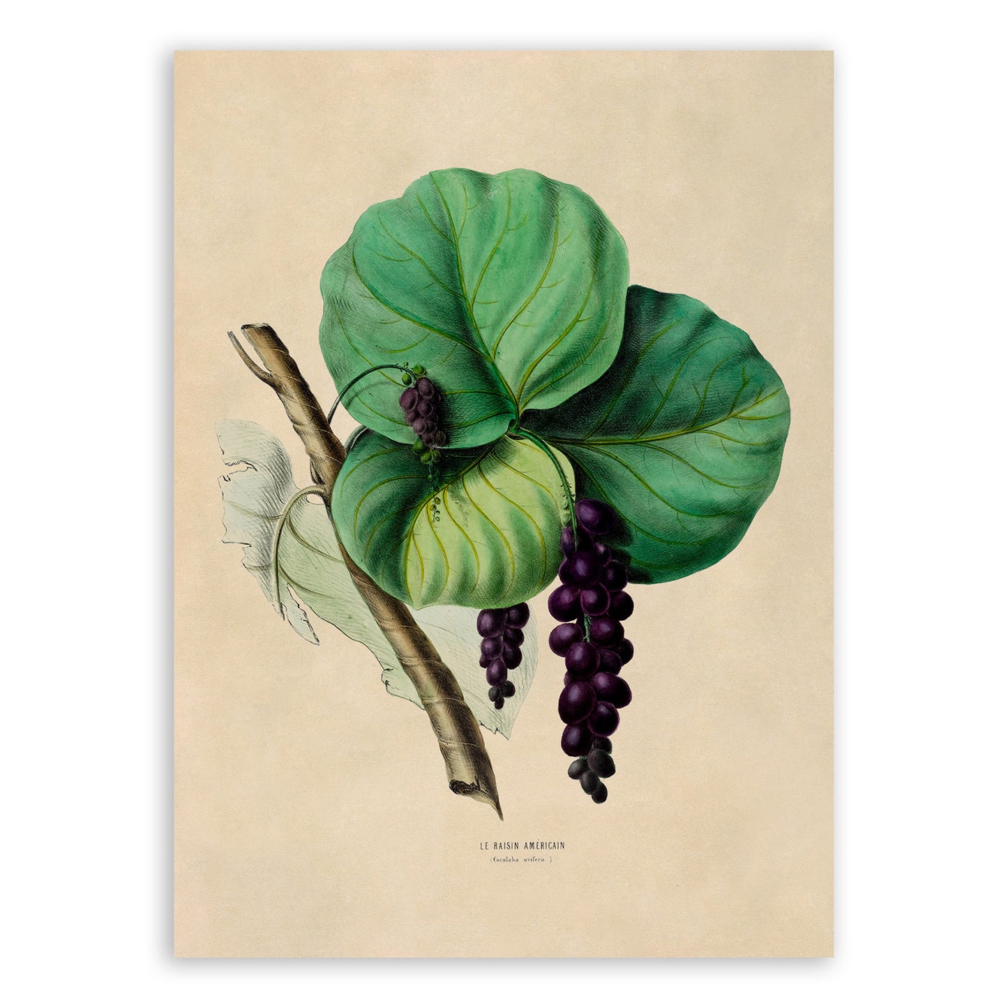 Sea Grape Plant Botanical Illustration Print, FDA85