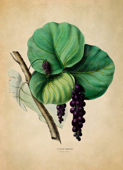 Sea Grape Plant Botanical Illustration Print, FDA85