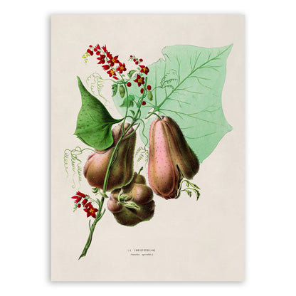 Chayote Plant Botanical Illustration Print, FDA87