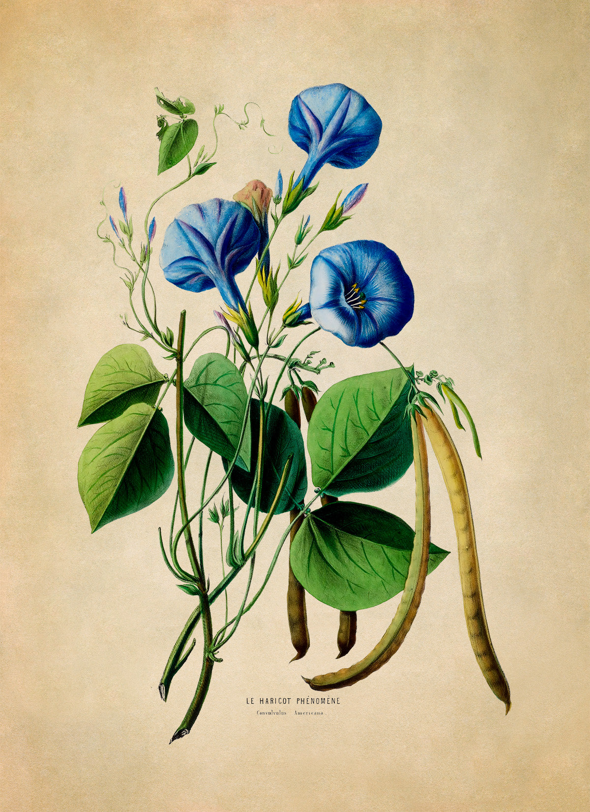 Morning Glory Flower With Cow Pea Plant Botanical Illustration Print, FDA88