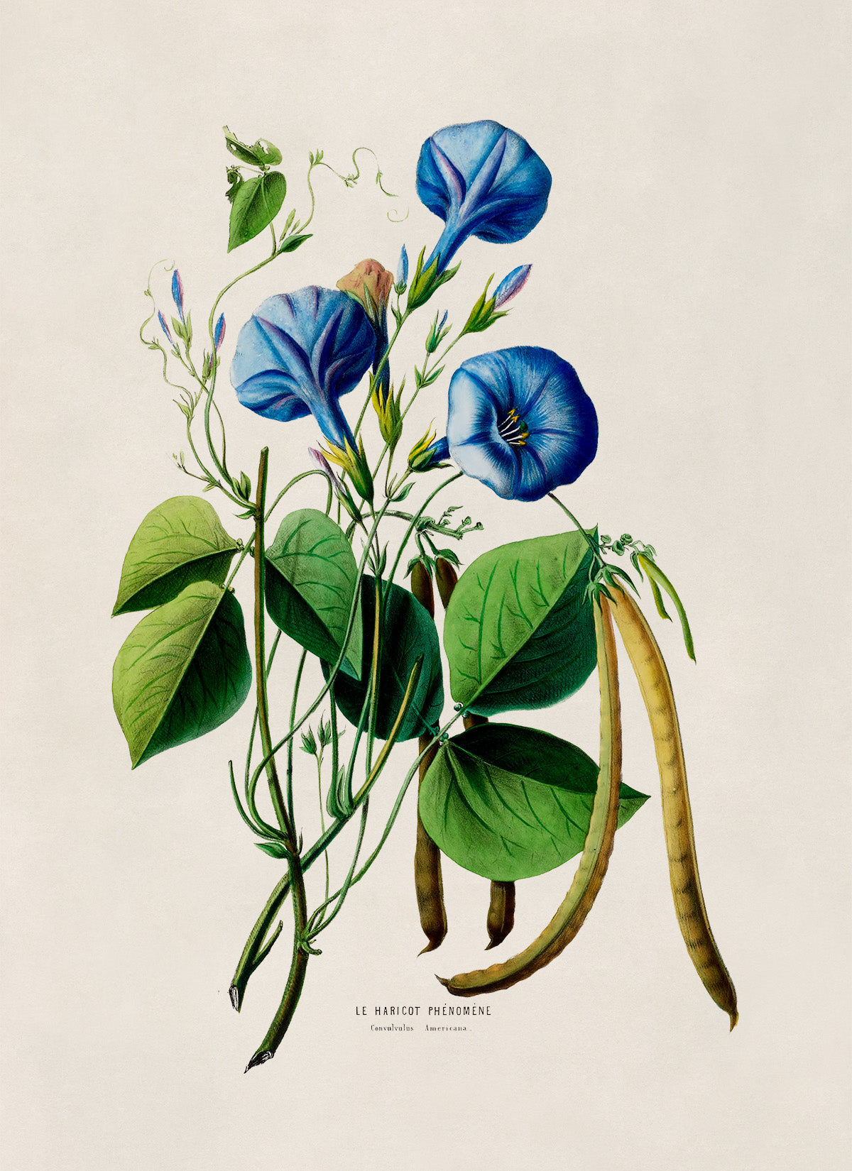 Morning Glory Flower With Cow Pea Plant Botanical Illustration Print, FDA88