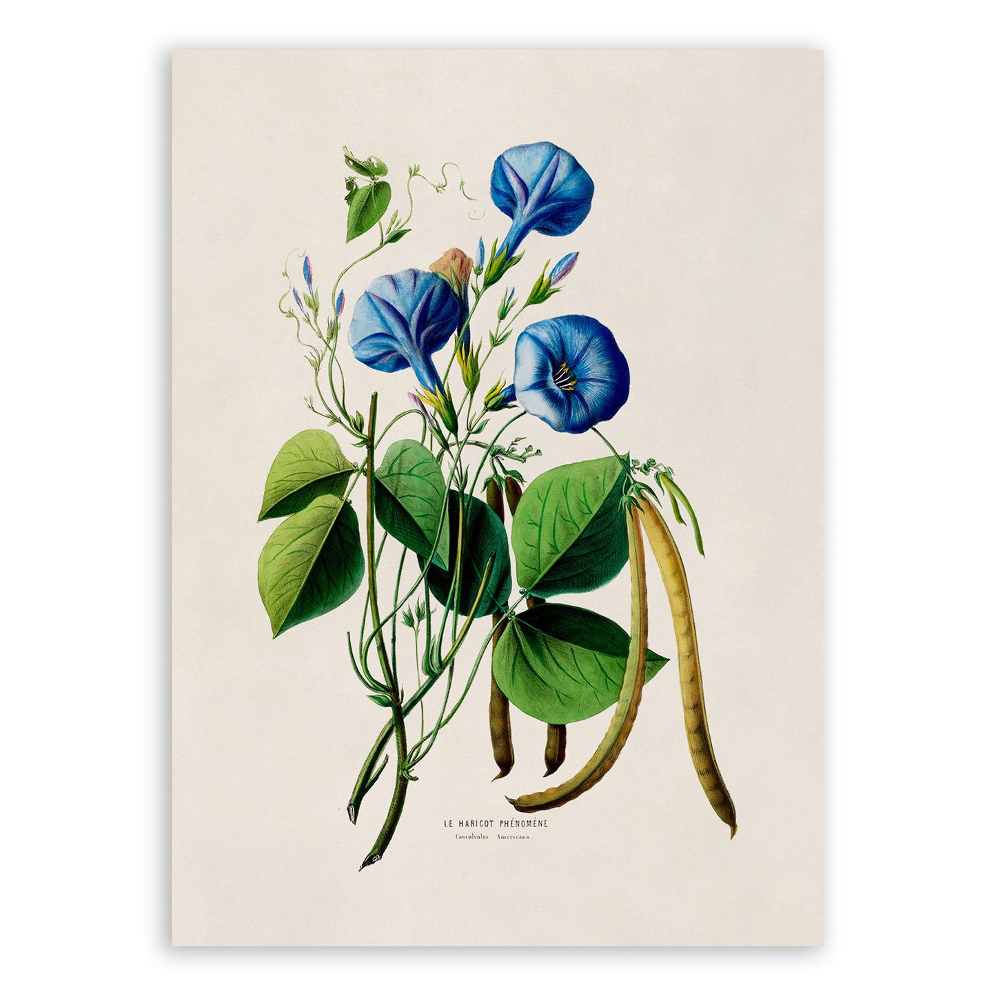 Morning Glory Flower With Cow Pea Plant Botanical Illustration Print, FDA88