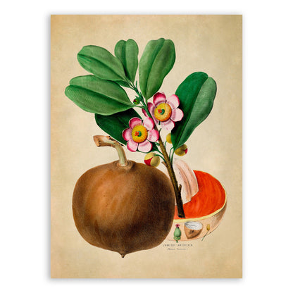 Mammee Apple Plant Botanical Illustration Print, FDA89