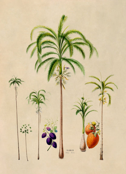 Palm Tree Varieties Botanical Illustration Print, FDA90