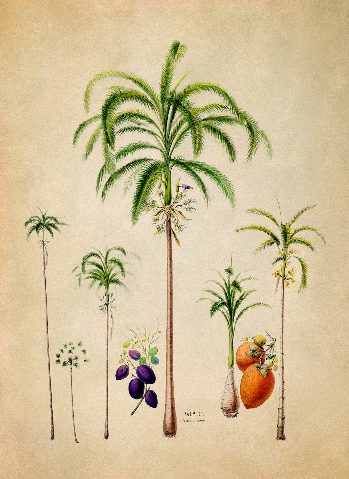 Palm Tree Varieties Botanical Illustration Print, FDA90