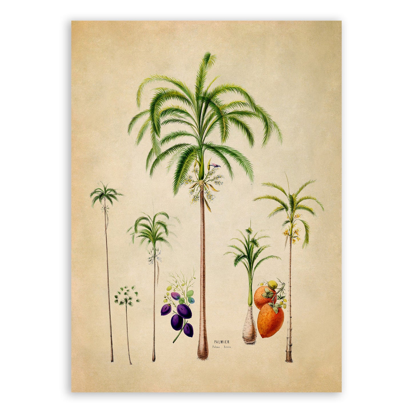 Palm Tree Varieties Botanical Illustration Print, FDA90