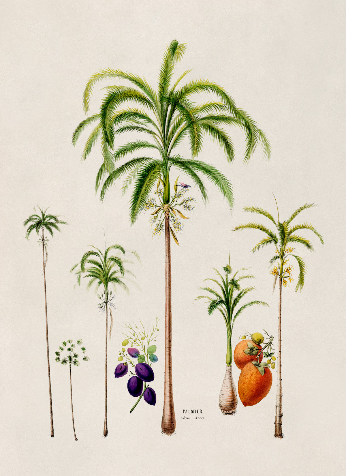 Palm Tree Varieties Botanical Illustration Print, FDA90