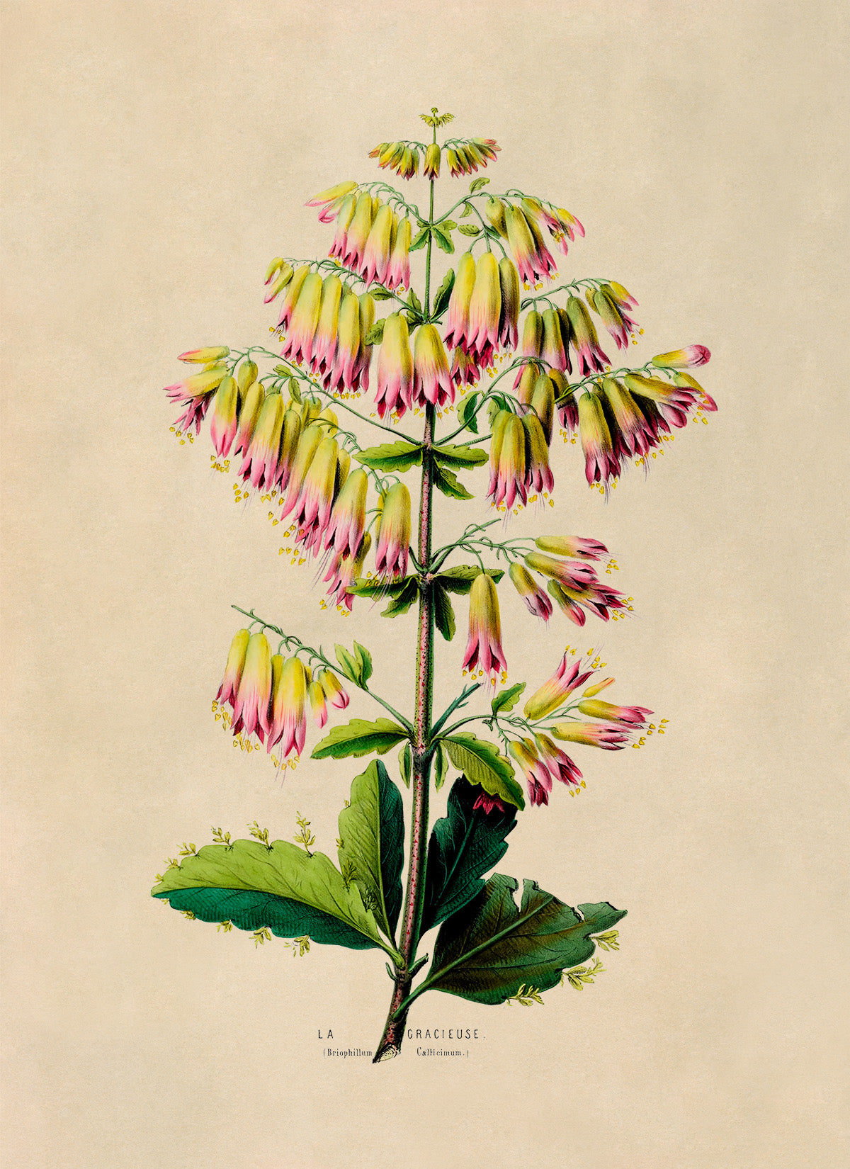 Cathedral Bells Plant Botanical Illustration Print, FDA91