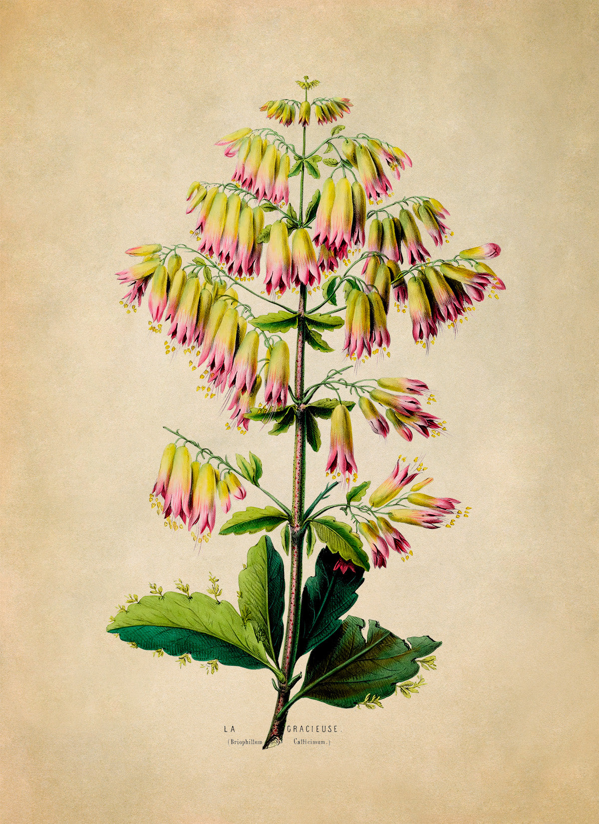 Cathedral Bells Plant Botanical Illustration Print, FDA91