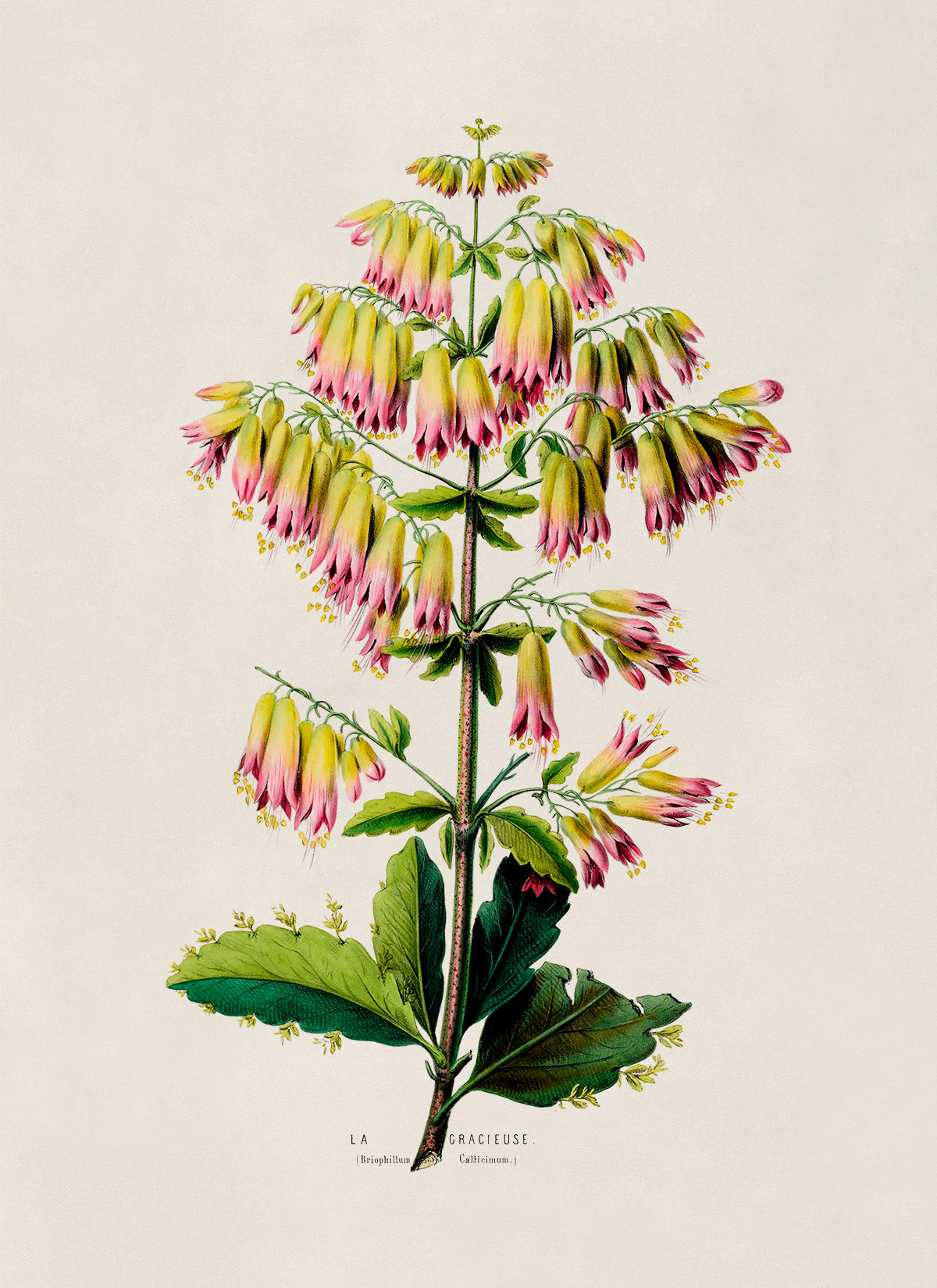 Cathedral Bells Plant Botanical Illustration Print, FDA91