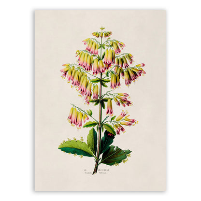 Cathedral Bells Plant Botanical Illustration Print, FDA91