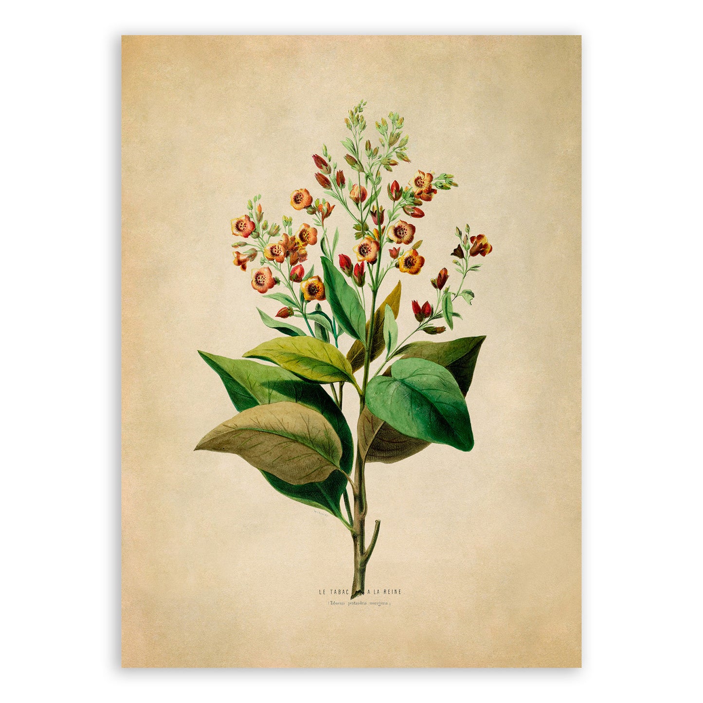 Aztec Tobacco Plant Botanical Illustration Print, FDA92