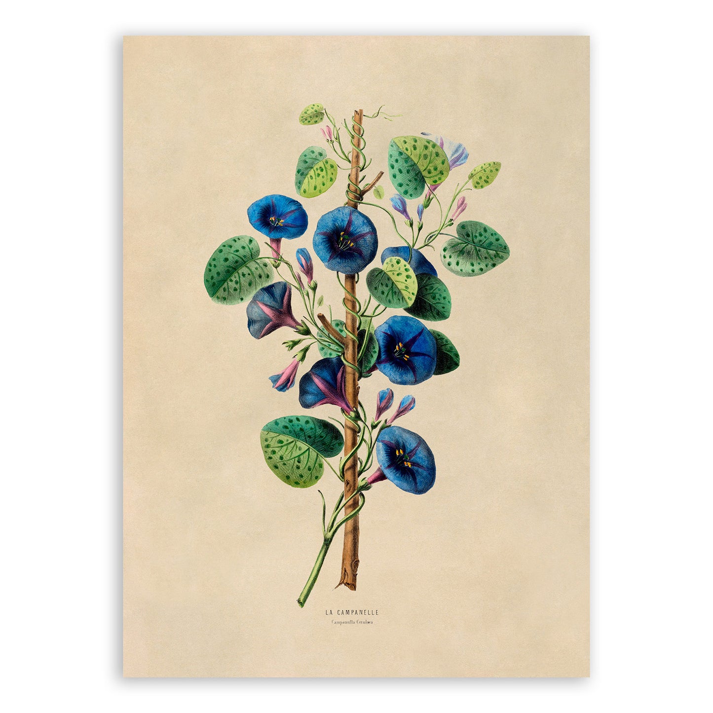 Morning Glory Blue Flower Plant Botanical Illustration Print, FDA93