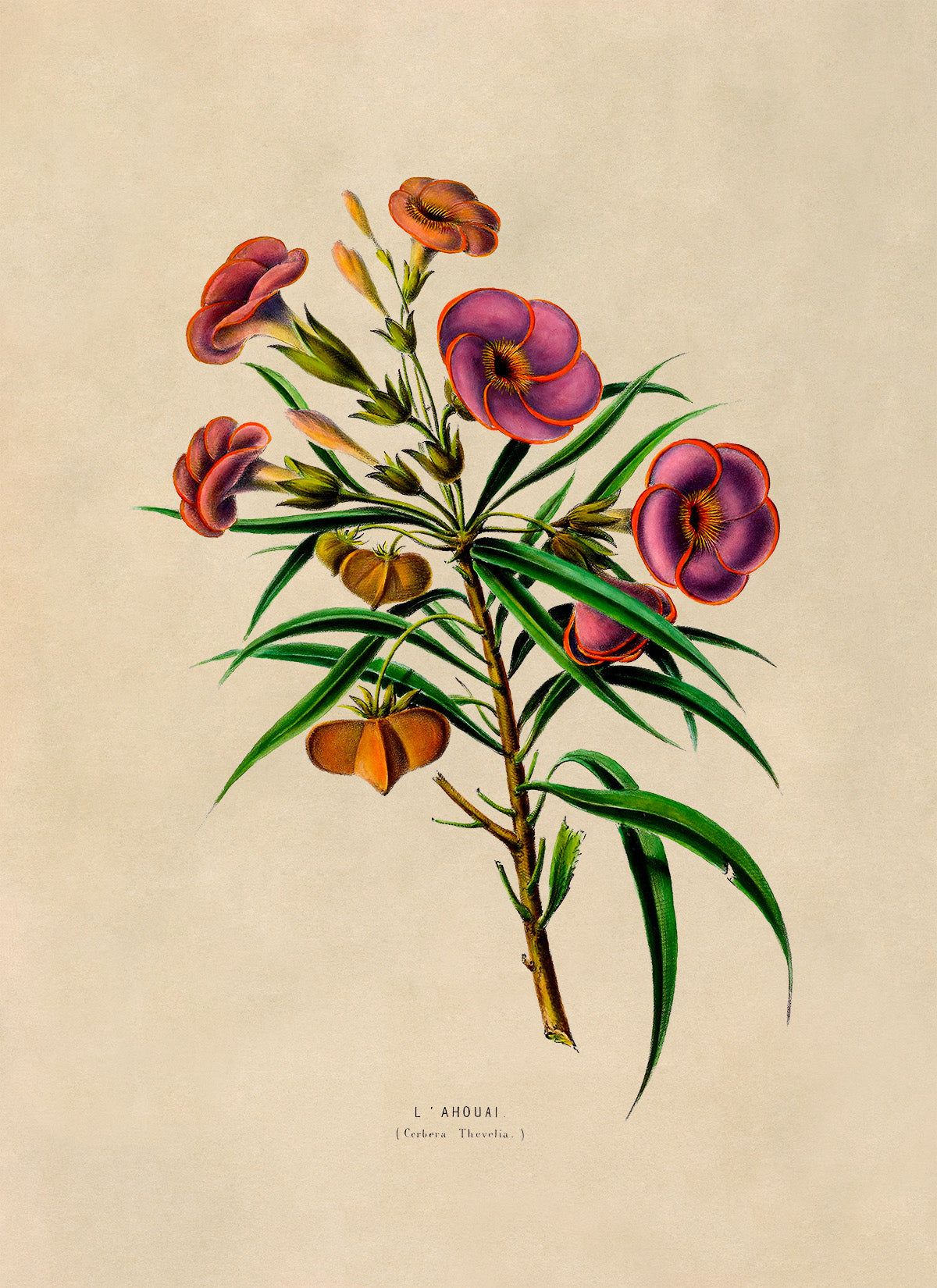 Yellow Oleander Poison Plant Botanical Illustration Print, FDA94