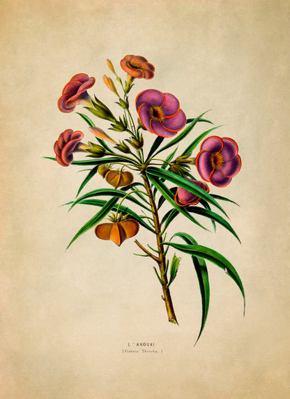 Yellow Oleander Poison Plant Botanical Illustration Print, FDA94