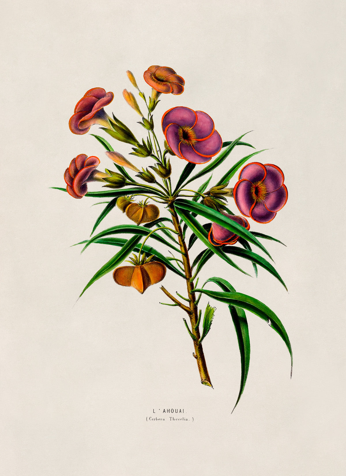 Yellow Oleander Poison Plant Botanical Illustration Print, FDA94