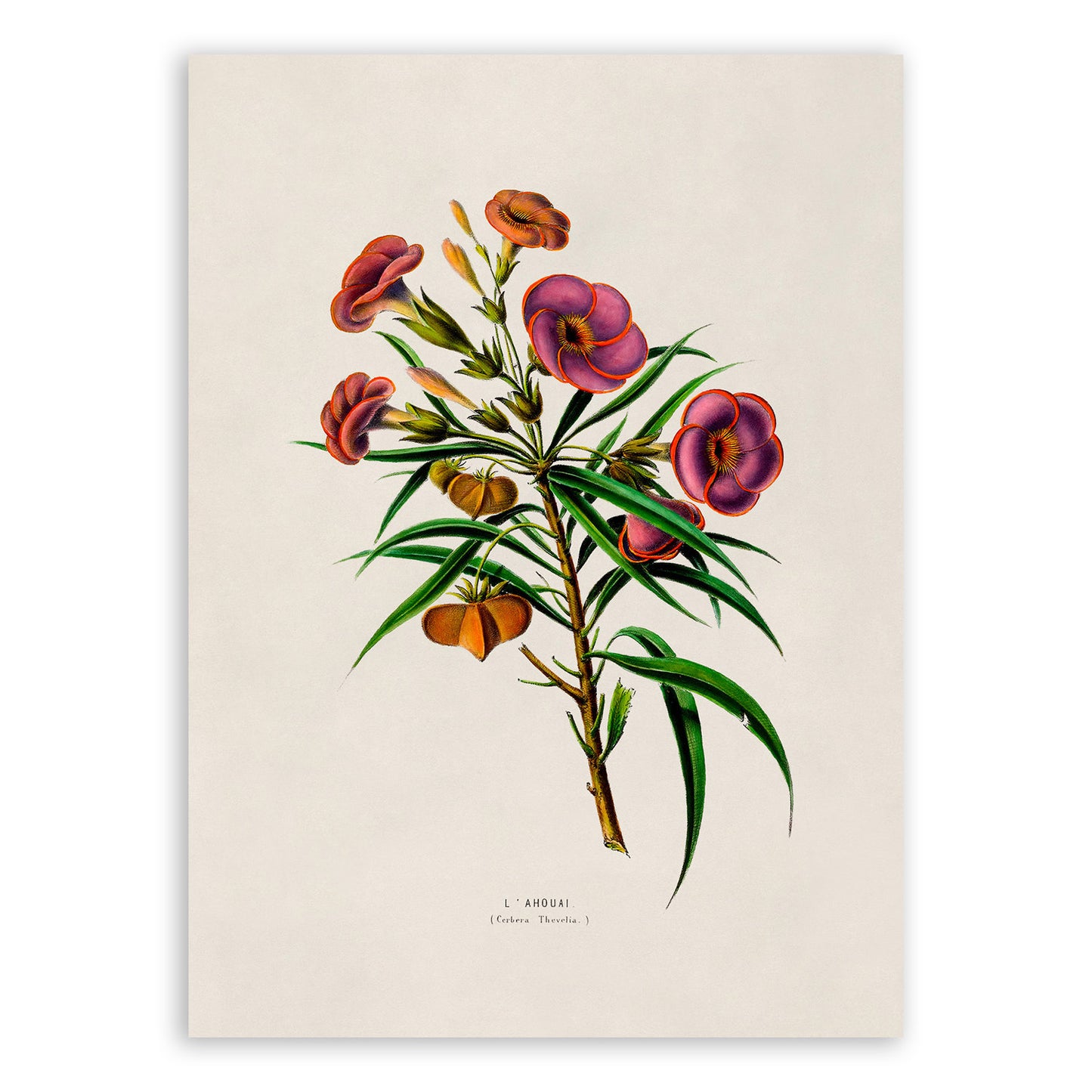 Yellow Oleander Poison Plant Botanical Illustration Print, FDA94