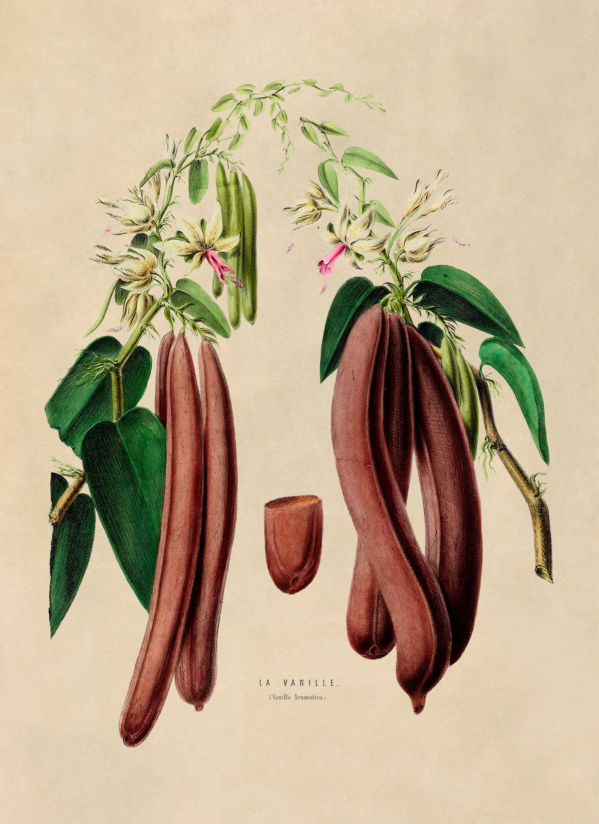 Vanilla Bean Plant Botanical Illustration Print, FDA95