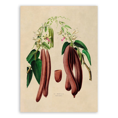 Vanilla Bean Plant Botanical Illustration Print, FDA95