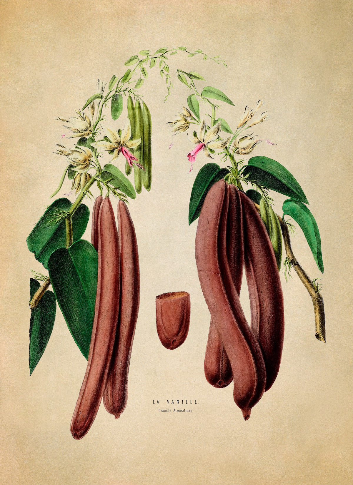 Vanilla Bean Plant Botanical Illustration Print, FDA95