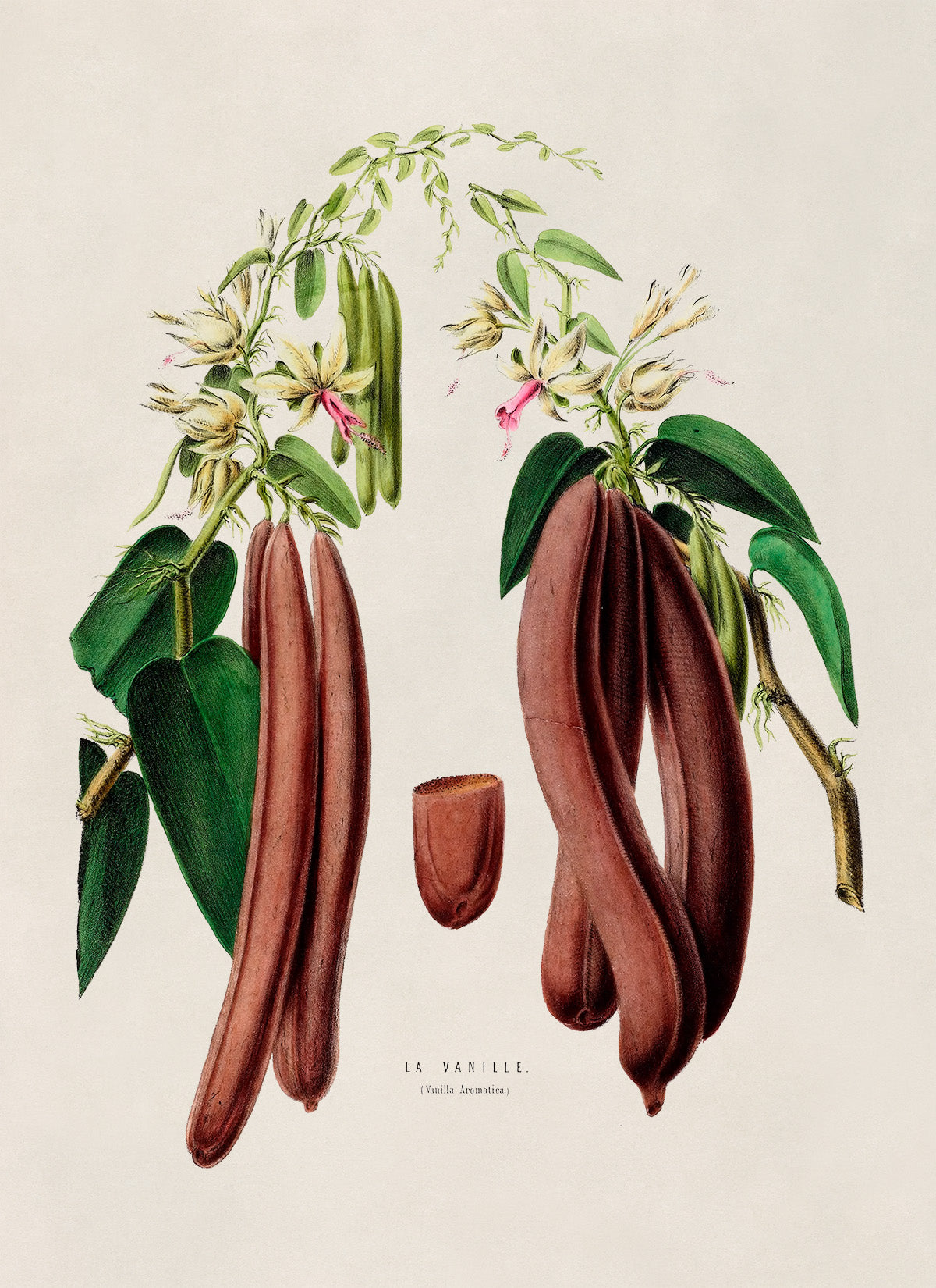 Vanilla Bean Plant Botanical Illustration Print, FDA95