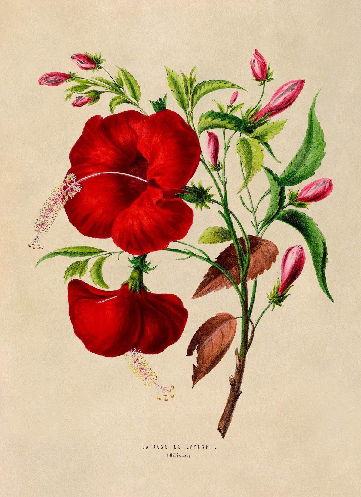 Red Hibiscus Flower Botanical Illustration Print, FDA96