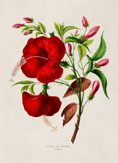 Red Hibiscus Flower Botanical Illustration Print, FDA96