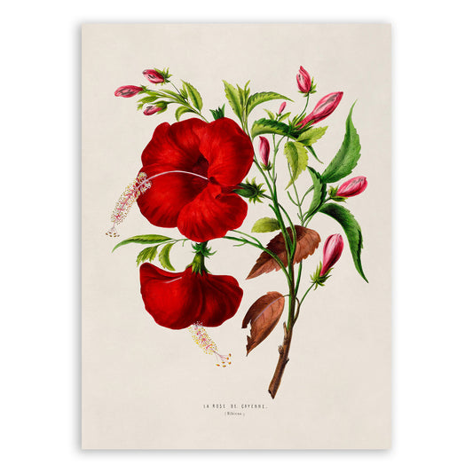 Red Hibiscus Flower Botanical Illustration Print, FDA96