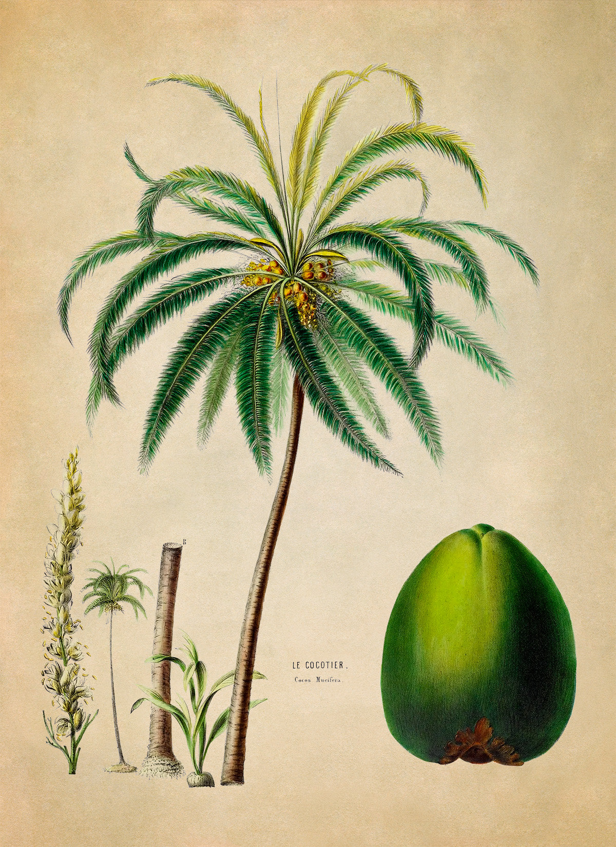 Palm Tree with Coconut Fruit Botanical Illustration Print, FDA97