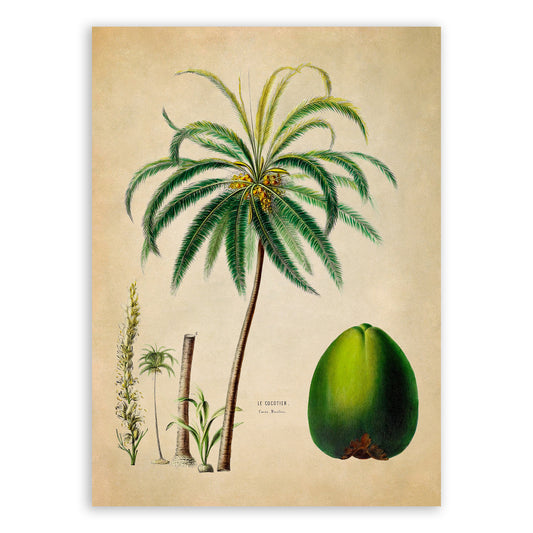 Palm Tree with Coconut Fruit Botanical Illustration Print, FDA97