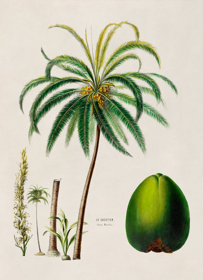 Palm Tree with Coconut Fruit Botanical Illustration Print, FDA97