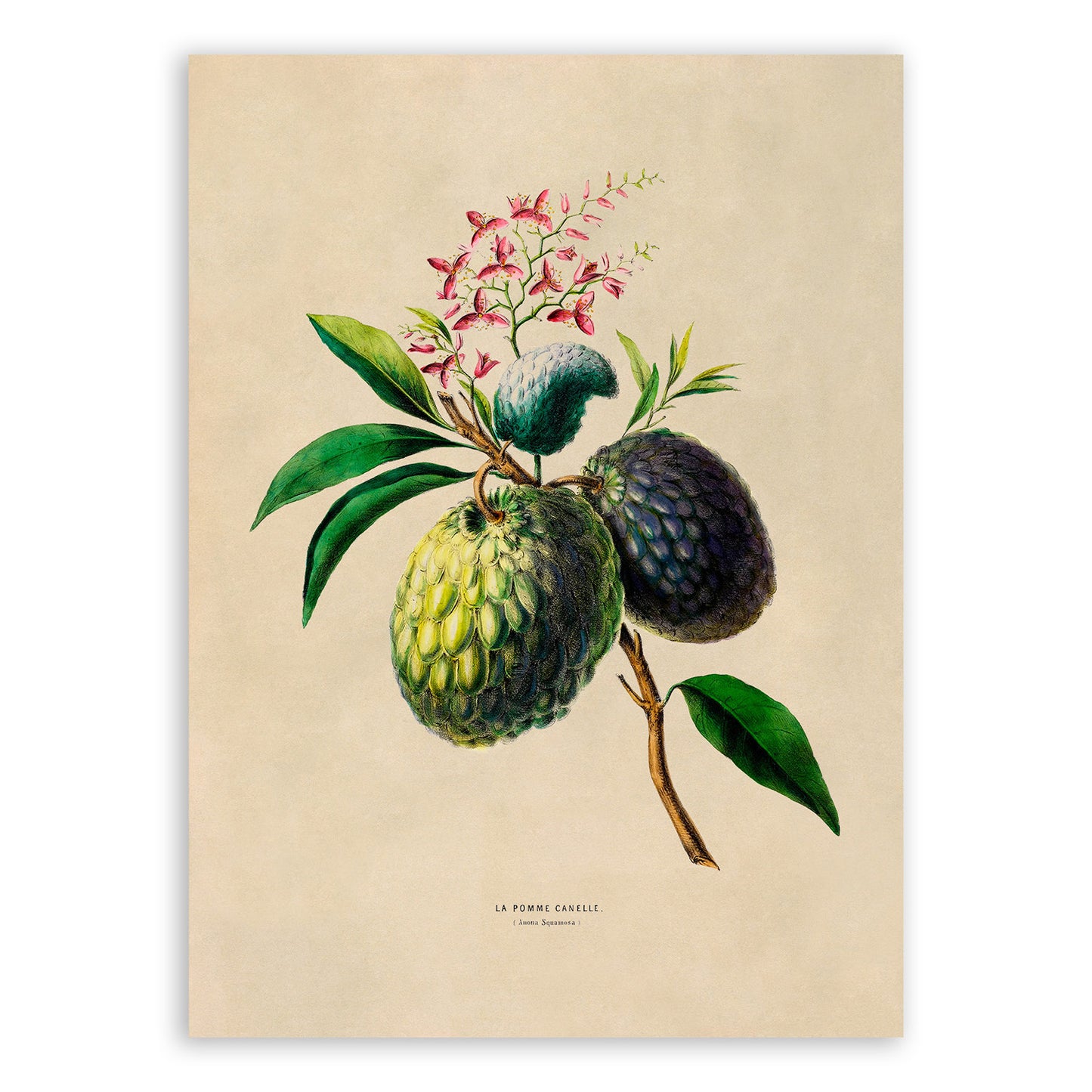 Sugar Apple Plant Botanical Illustration Print, FDA99