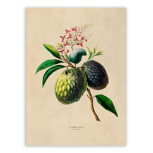 Sugar Apple Plant Botanical Illustration Print, FDA99