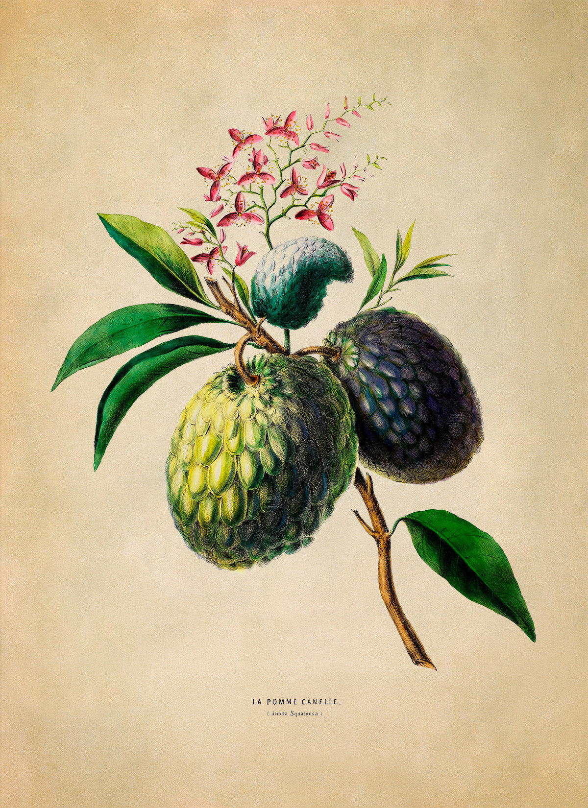 Sugar Apple Plant Botanical Illustration Print, FDA99