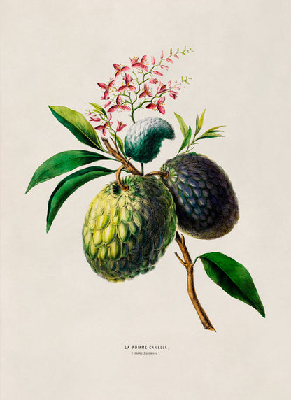 Sugar Apple Plant Botanical Illustration Print, FDA99