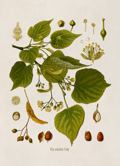 Little Leaf Linden Tree Botanical Illustration Print, MOBO169