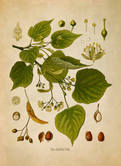 Little Leaf Linden Tree Botanical Illustration Print, MOBO169