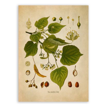 Little Leaf Linden Tree Botanical Illustration Print, MOBO169