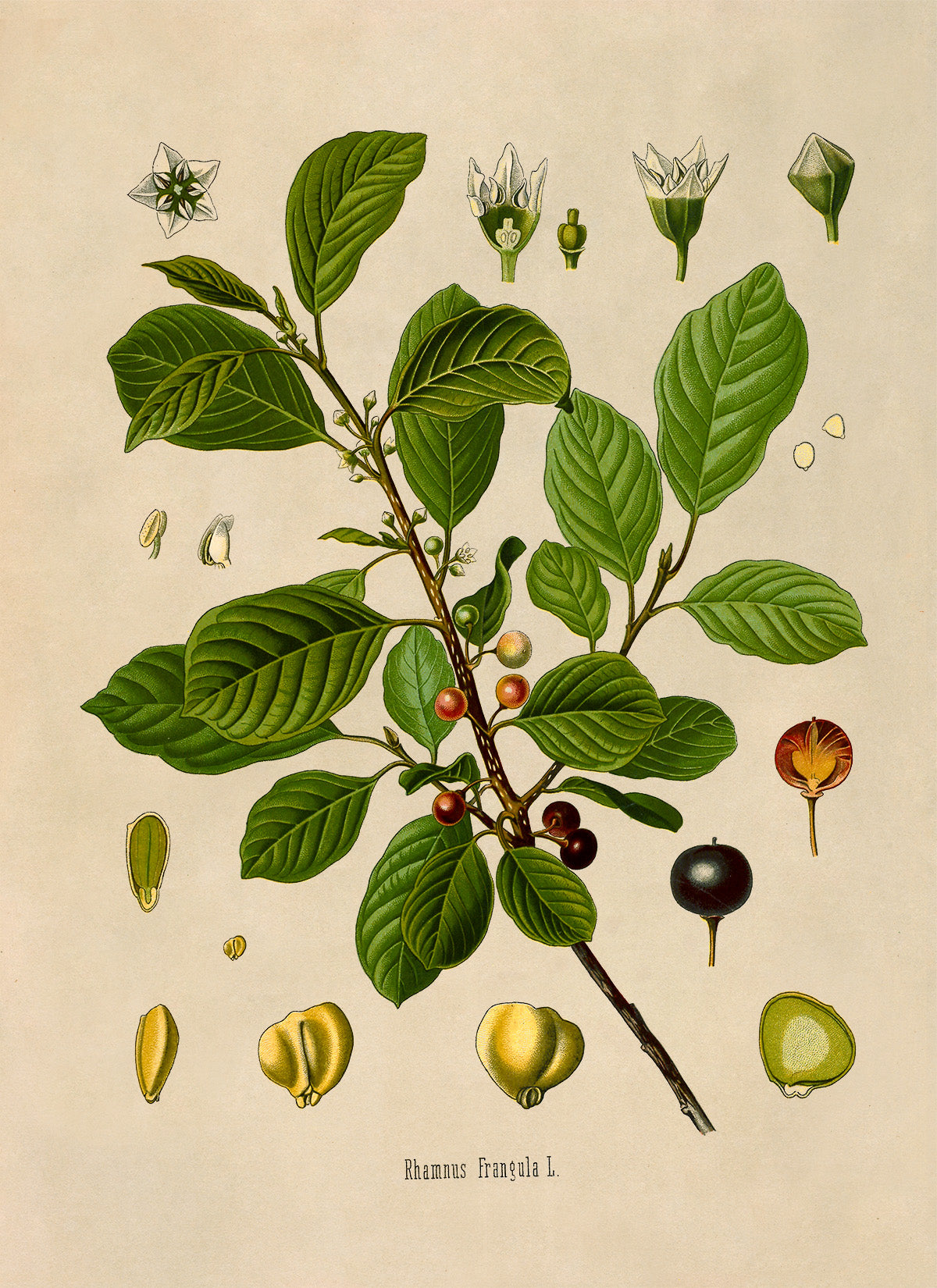 Alder Buckthorn Plant Botanical Illustration Print, MOBO170