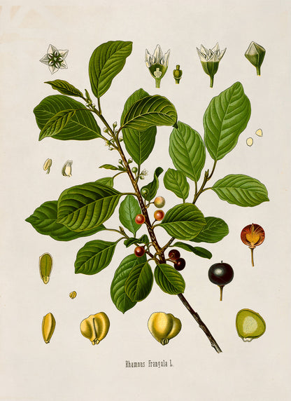 Alder Buckthorn Plant Botanical Illustration Print, MOBO170