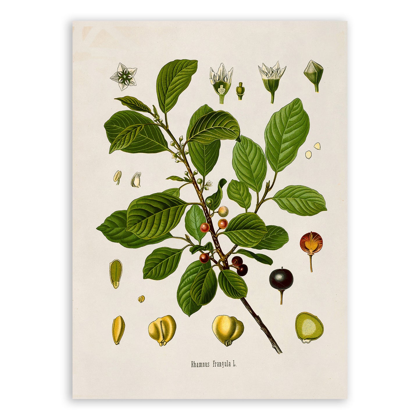 Alder Buckthorn Plant Botanical Illustration Print, MOBO170